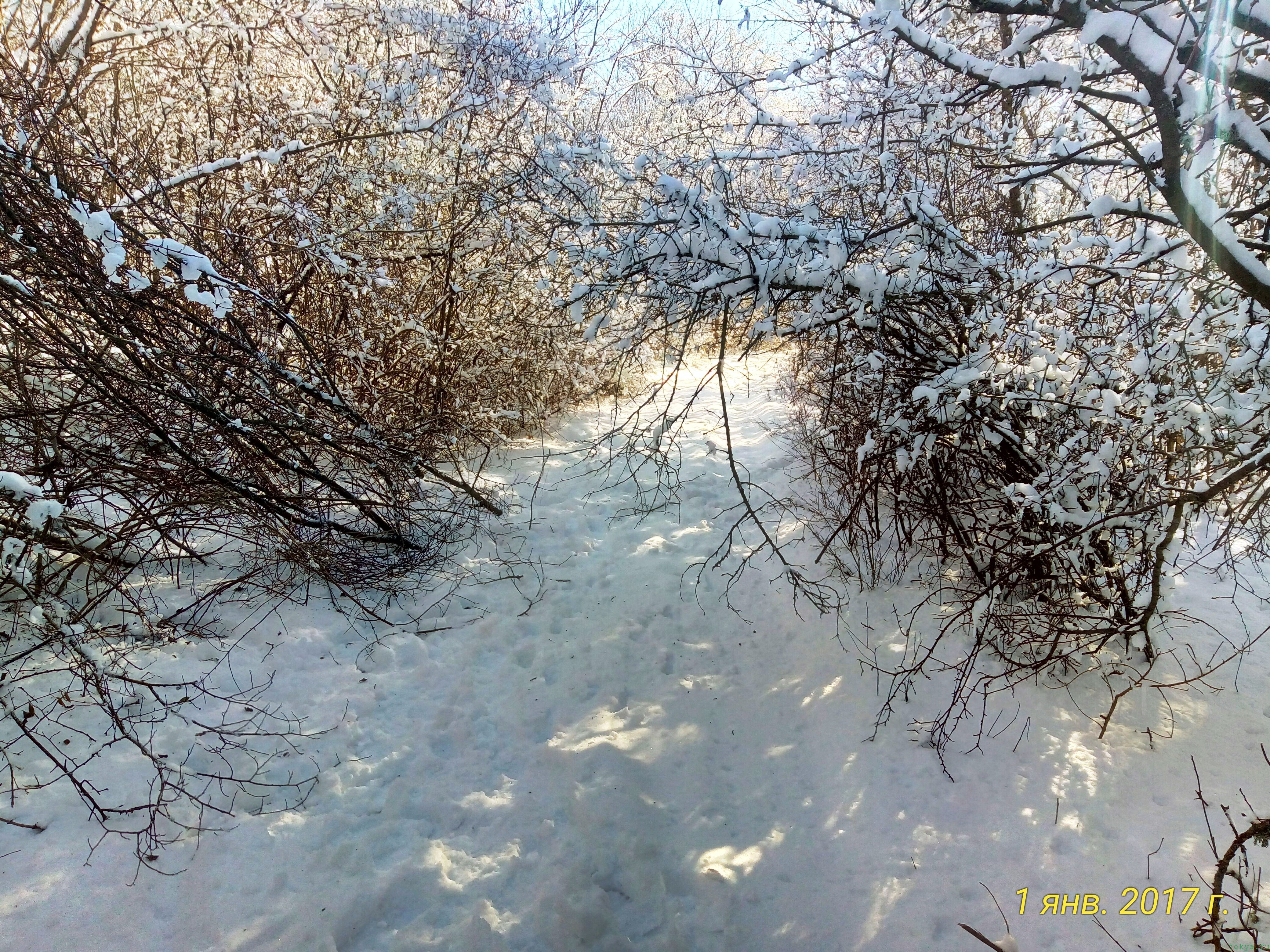 Пикник в лесу на 1 января 2017 года у реки Карасевка, где исток фото заметка о моей реальности в Крыму jokya.ru 