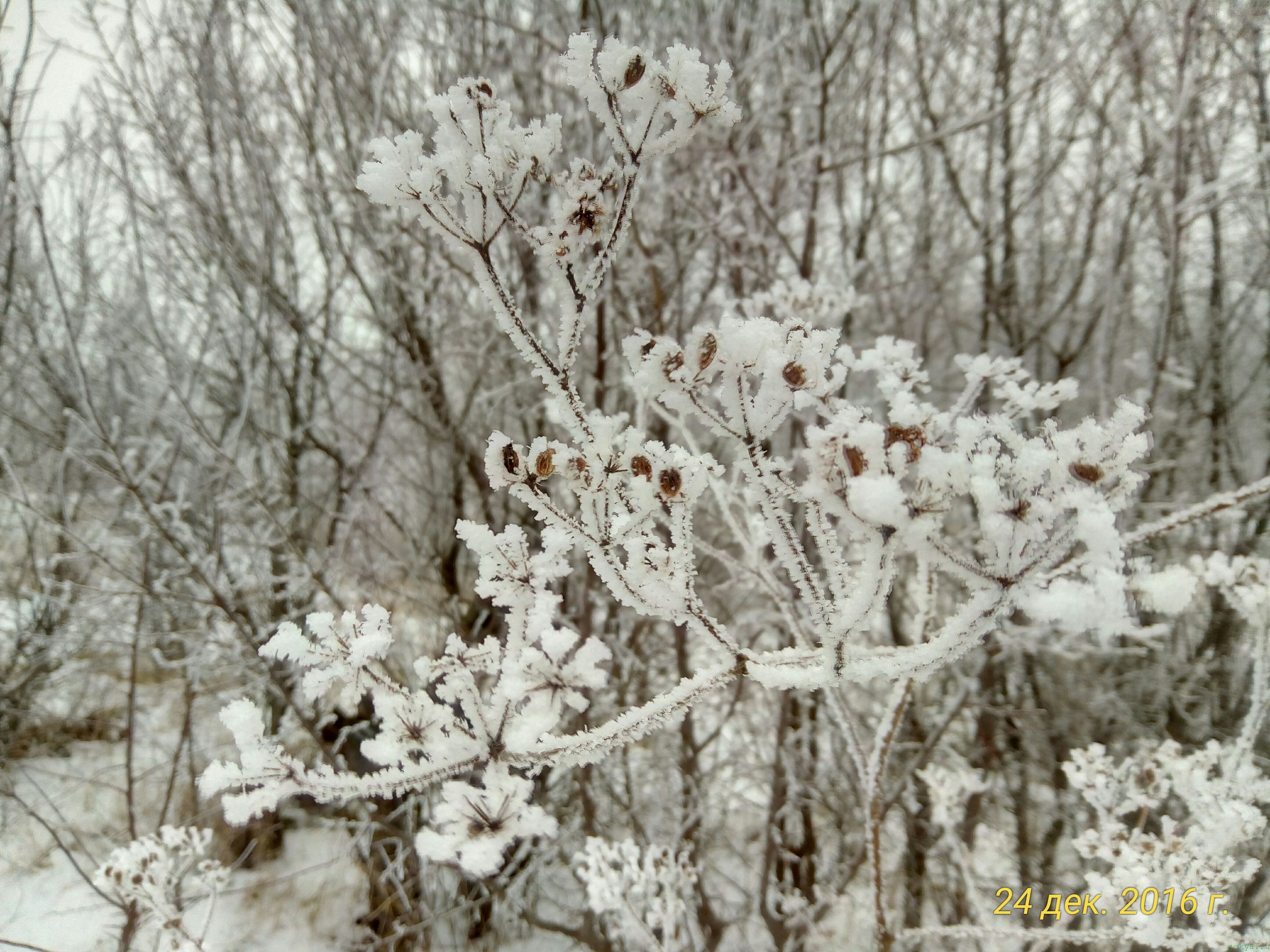 Прогулка по местности без цели по снегу: фото заметка о реальности в Крыму jokya.ru 
